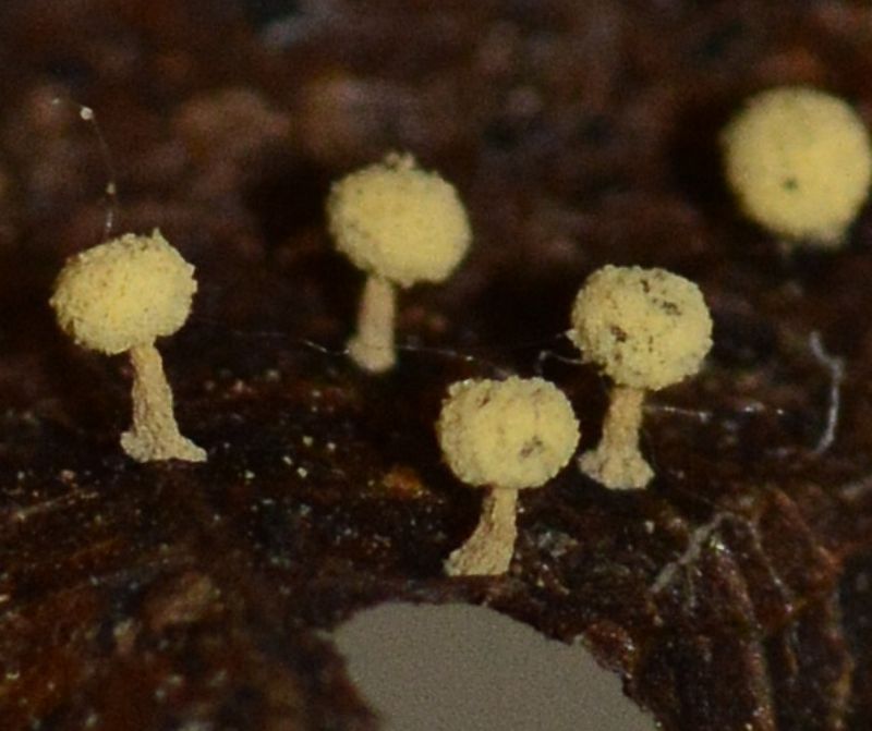 Didymium cf balearicum